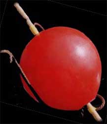 bou2.jpg (13617 bytes)